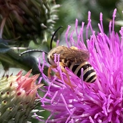 Halictus