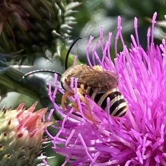 Halictus