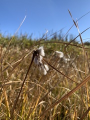 Eriophorum angustifolium
