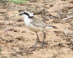 Charadrius sanctaehelenae