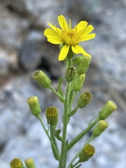 Dittrichia viscosa