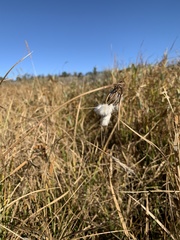 Eriophorum angustifolium