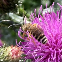 Halictus