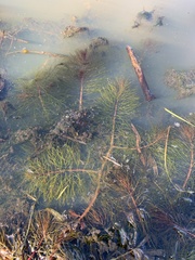 Myriophyllum sibiricum