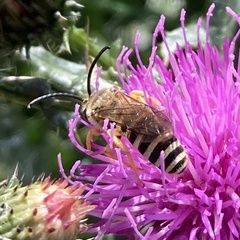 Halictus