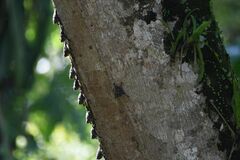 Rhynchonycteris naso