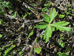 Anemonastrum sibiricum