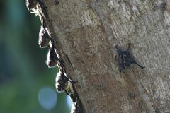 Rhynchonycteris naso