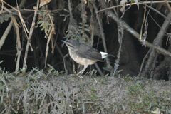Myiothlypis fulvicauda