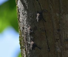 Rhynchonycteris naso