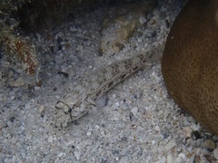 Gnatholepis anjerensis