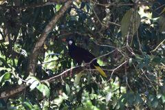 Psarocolius montezuma