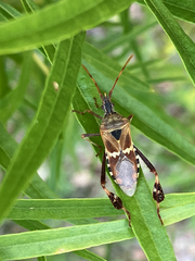 Leptoglossus clypealis