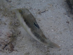 Canthigaster bennetti