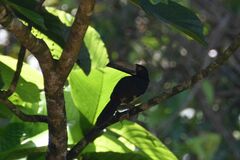 Pteroglossus torquatus