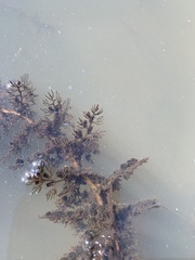 Utricularia macrorhiza