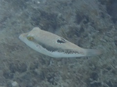 Canthigaster bennetti