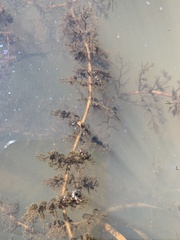 Utricularia macrorhiza