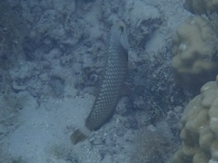 Novaculichthys taeniourus