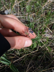 Delphinium nuttallianum