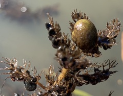 Utricularia macrorhiza