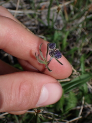 Delphinium nuttallianum