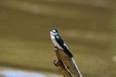 Tachycineta albilinea