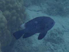 Dascyllus trimaculatus