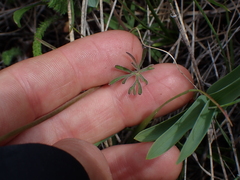 Delphinium nuttallianum