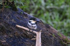 Chloroceryle americana