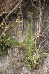 Nidorella