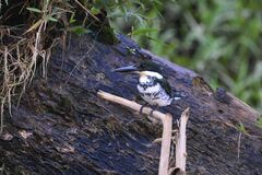 Chloroceryle americana