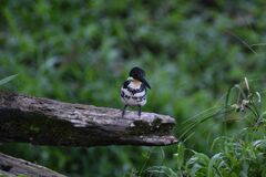 Chloroceryle americana