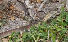 Varanus niloticus