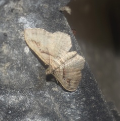 Costaconvexa