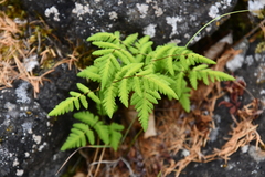 Gymnocarpium jessoense