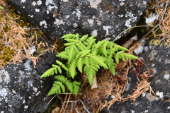 Gymnocarpium jessoense