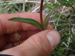 Penstemon procerus