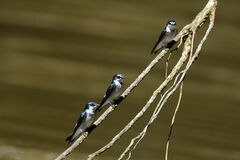 Tachycineta albilinea