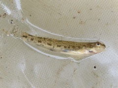 Etheostoma nigrum