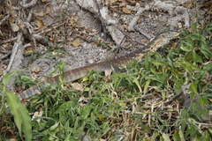 Varanus niloticus