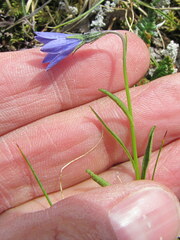 Campanula uniflora