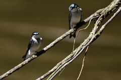 Tachycineta albilinea