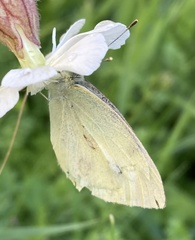 Pieris