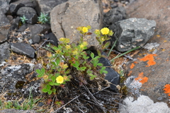 Potentilla asperrima