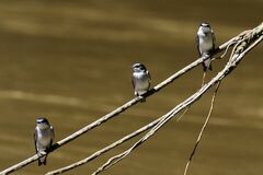 Tachycineta albilinea