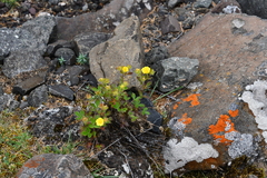 Potentilla asperrima