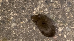 Microtus pennsylvanicus
