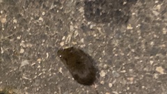 Microtus pennsylvanicus