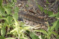 Varanus niloticus